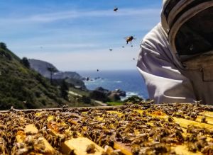 Mittelmeer Direkt Deutschland - Griechischer Honig